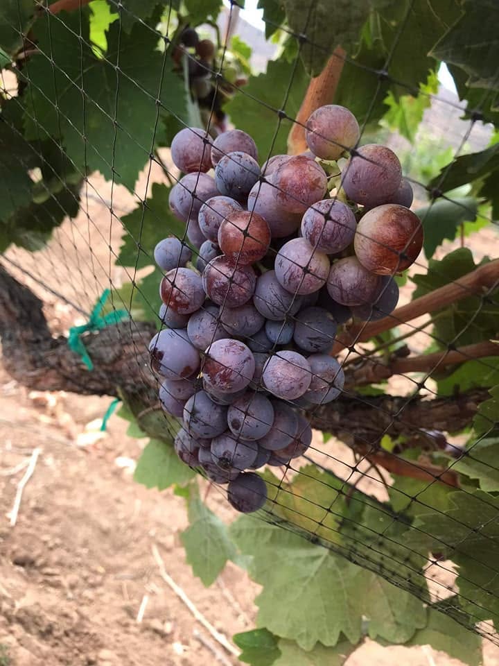 Racimo de uva en el viñedo