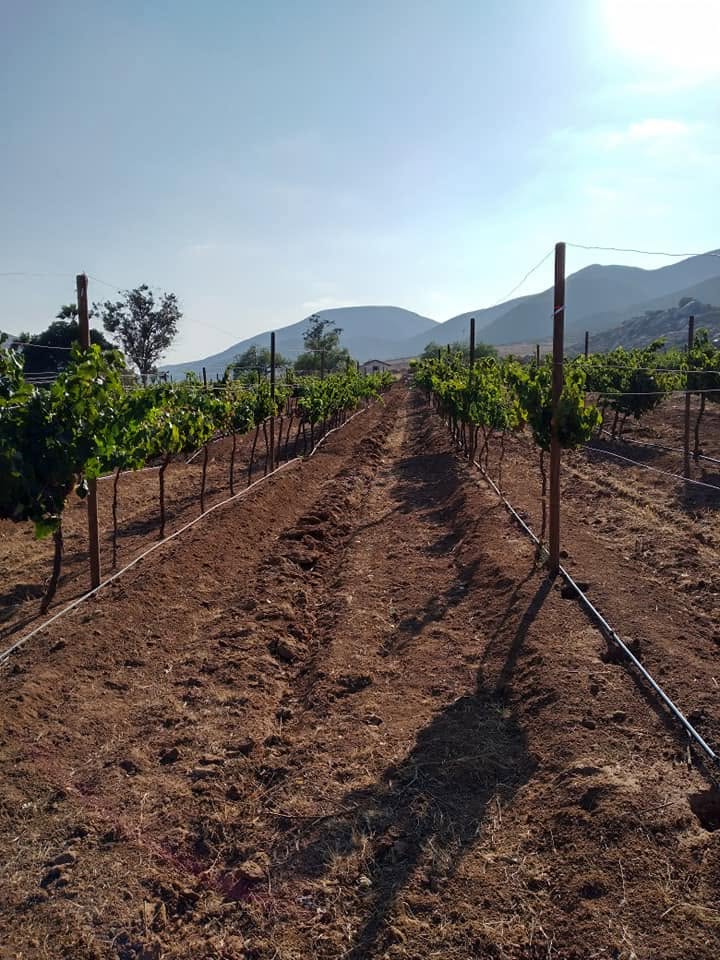 Temporada de poda en el Viñedo Kumiay